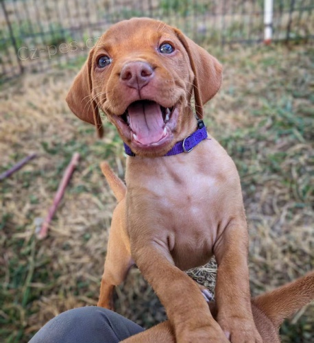 kr�tkosrst� �t��ata ma�arsk�ho vizslase k dopov�n�