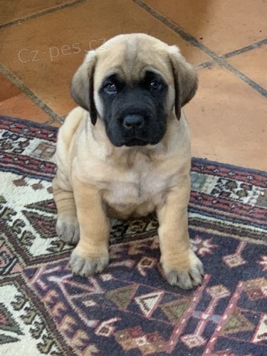 Prod�m �t��ata bullmastiffa