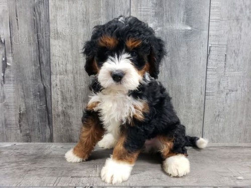 mini �t��ata Bernedoodle.