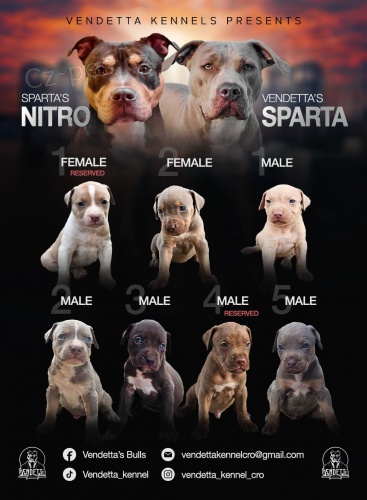 Americk� pitbulteri�r �t��ata