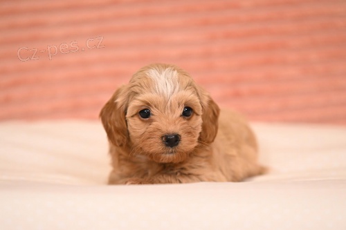 Havansk� bi�onek �t��ata