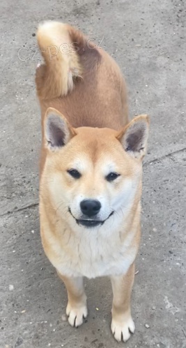 Shiba inu �t��ata