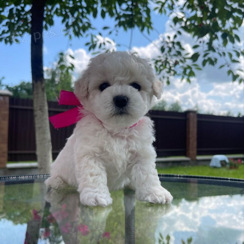 �t��ata bi�onka.