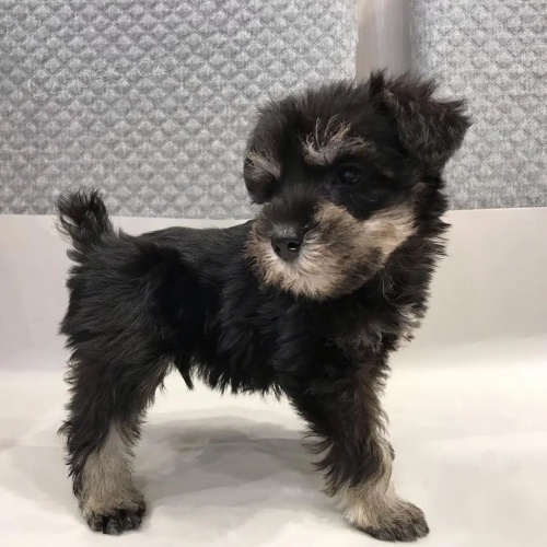 �t��ata mal�ch kn�ra��