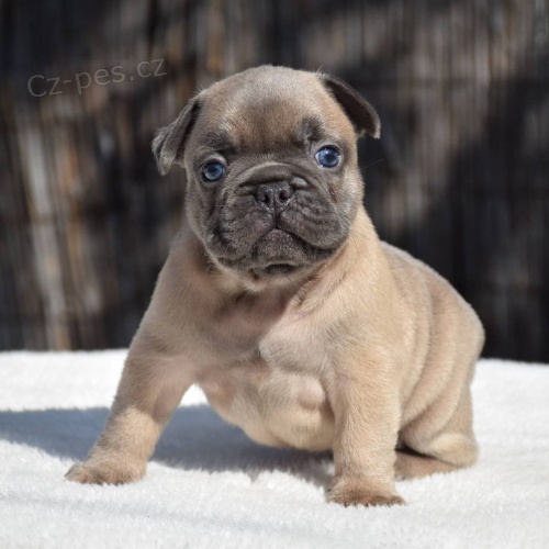 �t��ata francouzsk�ho buldo�ka.