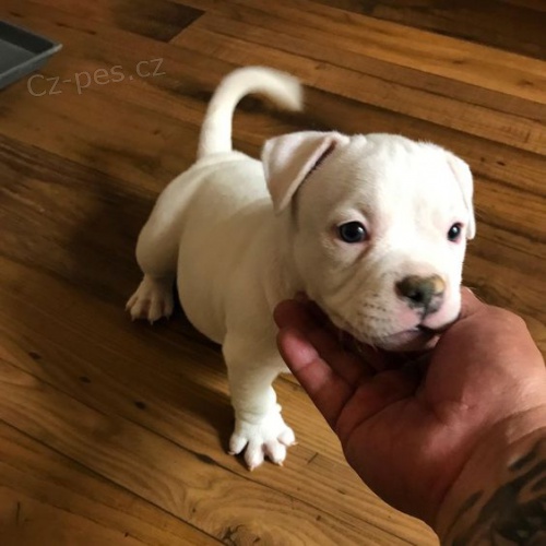 Prod�m zdrav� �t��ata argentinsk�ho doga.