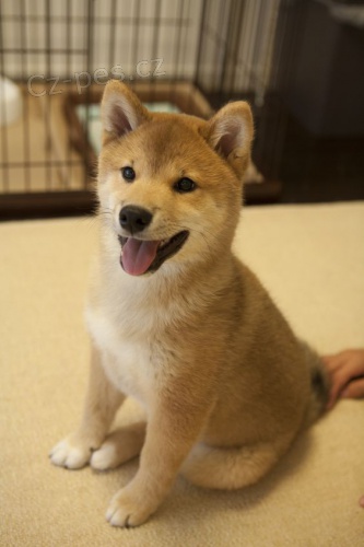 �T��ATA MINI SHIBA INU