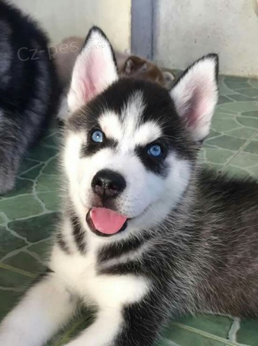 Zdrav� �t��ata sibi�sk�ho huskyho k adopci