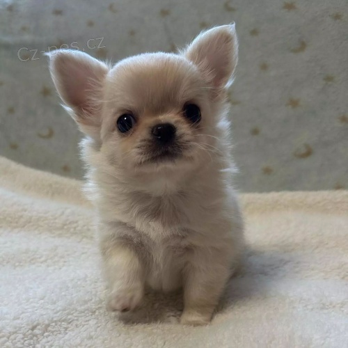 �t��ata dlouhosrst� �ivavy k adopci