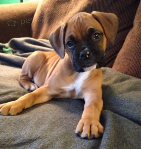 o�kovan� �t��ata boxera k adopci.