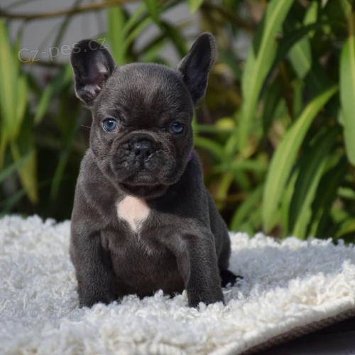 �t��ata francouzsk�ho buldo�ka.