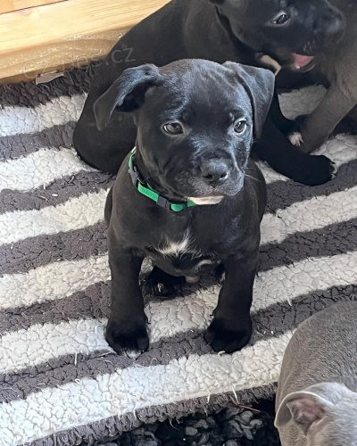 �t��ata staford��rsk�ho bulteri�ra