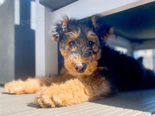 �t��ata erdelteri�ra k adopci