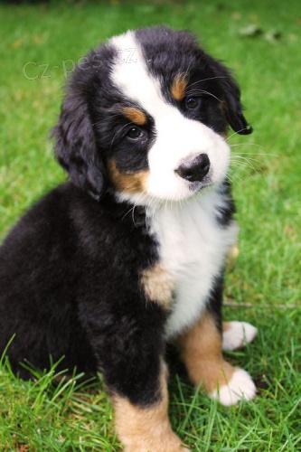 Prod�m �t��ata bernsk�ho sala�nick�ho psa.