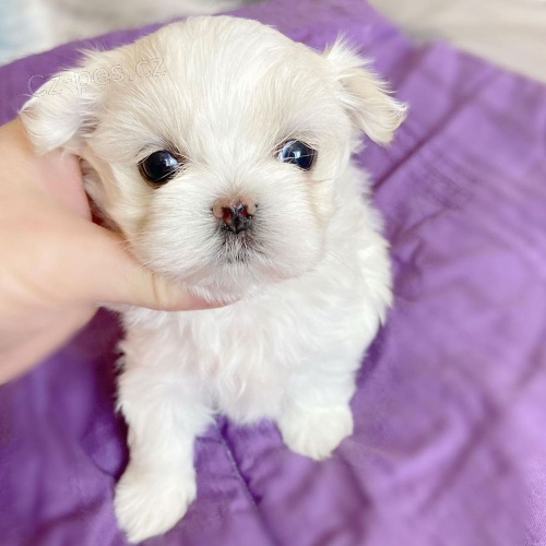 �t��ata malt�z�k�.