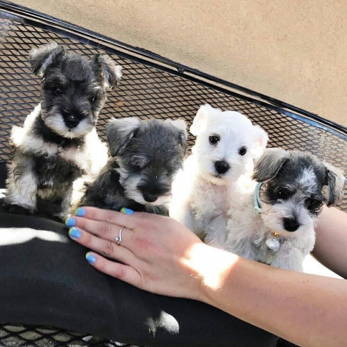 �t��ata mal�ch kn�ra��