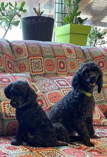 Hra�ka Prod�m �t��ata pudla