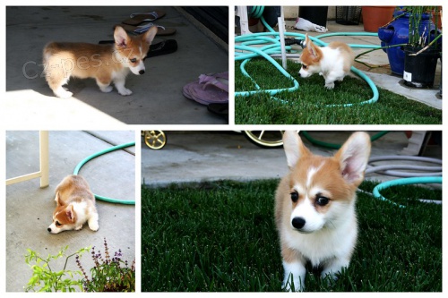 Pred�m �teniatka walesk�ho corgi pembroke