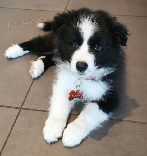 Pred�m �teniatka border k�lie