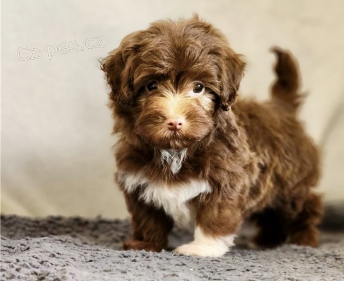 �t��ata havanese na prodej