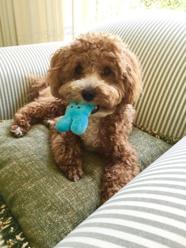 �teniatka pudl�ka na predaj do miluj�cich domovov