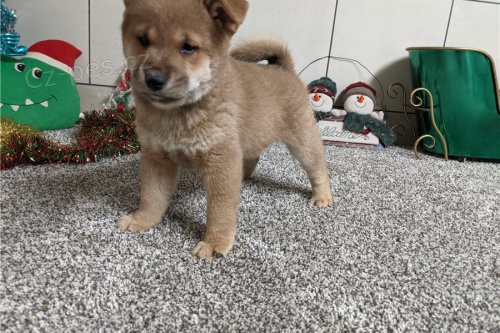 Pred�m zdrav� a dobre vycvi�en� �teniatka Shiba Inu