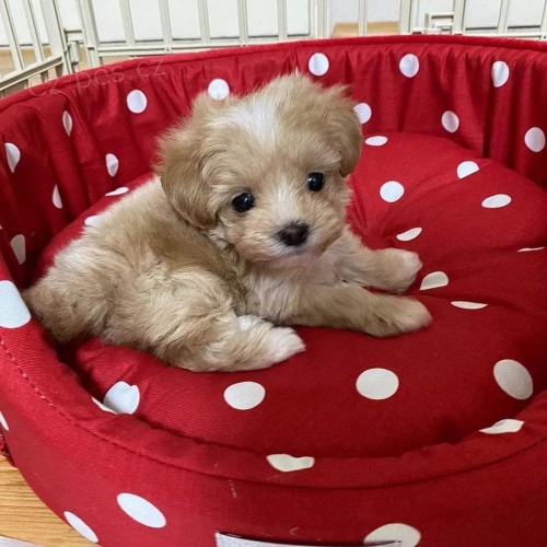 �teniatka Maltipoo na predaj.
