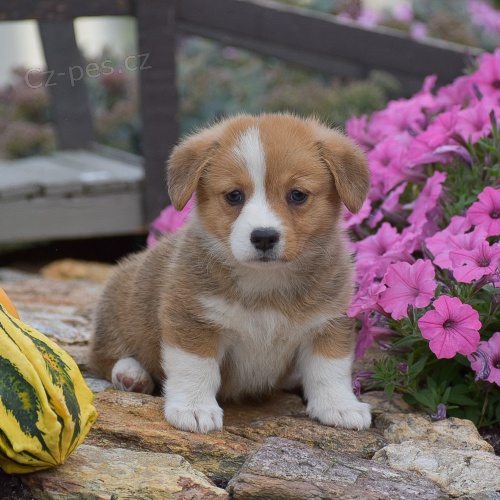 �t��ata Pembroke Welsh Corgi