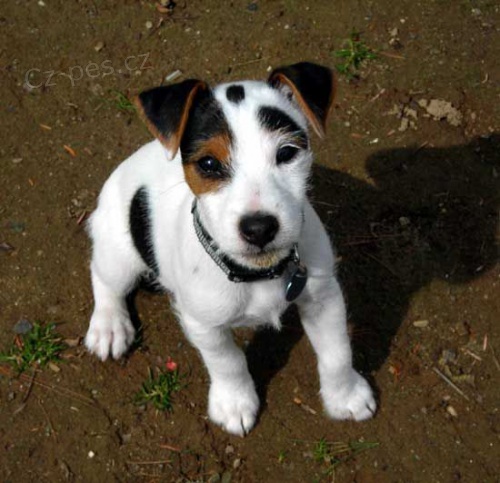 �t��ata jack russell teri�ra.