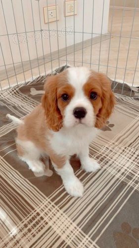 Prod�m mini o�kovan� �t��ata Kaval�r King Charles Spaniel.