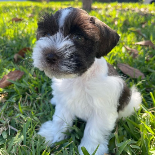 �t��ata mal�ch kn�ra��