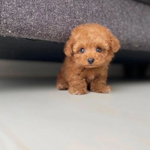 Pudl Toy �t��ata mini