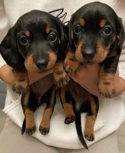 Prod�m hladkosrst� �t��ata velikosti kr�l�ka jezev��ka