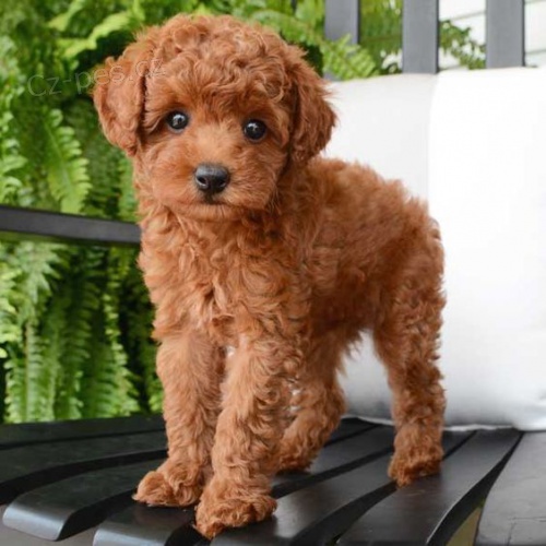 mini �t��ata Cavapoo