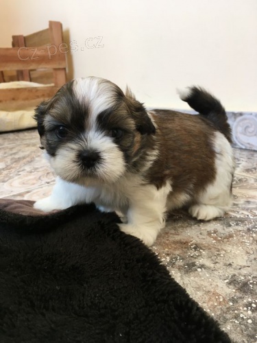 MINI SHIH TZU