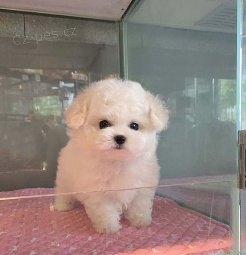 �t��ata bi�onka mini