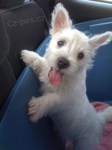 �t��ata West Highland White teri�r� k adopci.