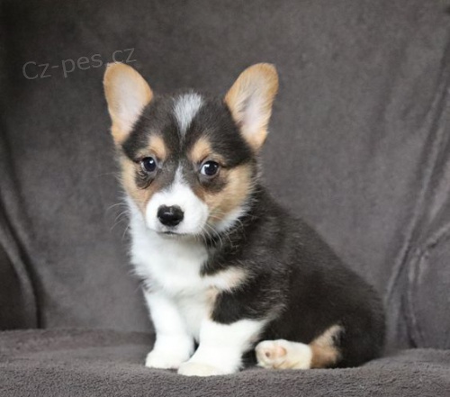 �t��ata Pembroke Welsh Corgi