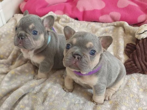 �t��ata francouzsk�ho buldo�ka.