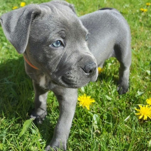 �t��ata staford��rsk�ho bulteri�ra