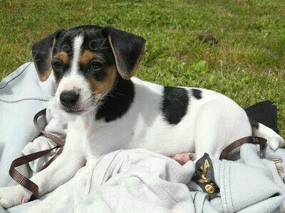 �t��ata jack russell teri�ra.