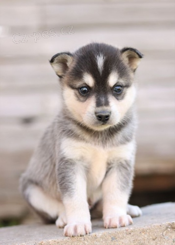 PROD�M �T��ATA ALASKAN KLEE KAI
