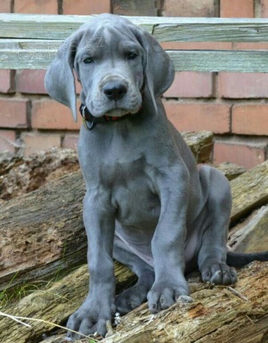 	 Prod�m zdrav� o�kovan� �t��ata n�meck� dogy