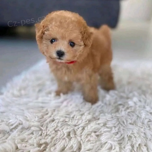 Pudl Toy �t��ata mini