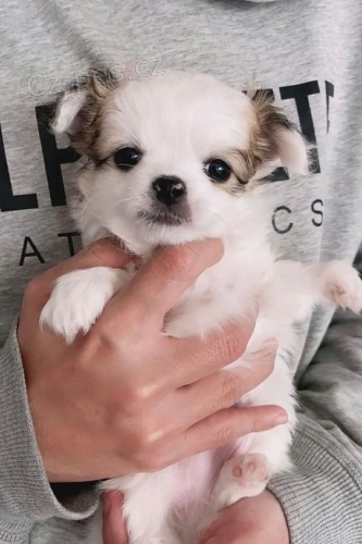 �t��ata dlouhosrst� �ivavy k adopci