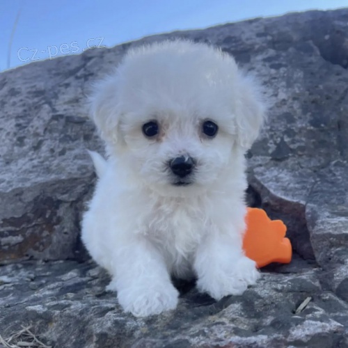 �t��ata bi�onka.