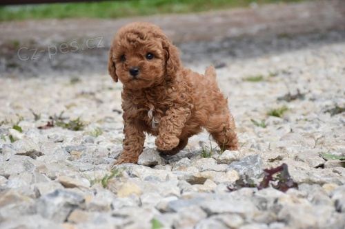 Pudl Toy �t��ata mini