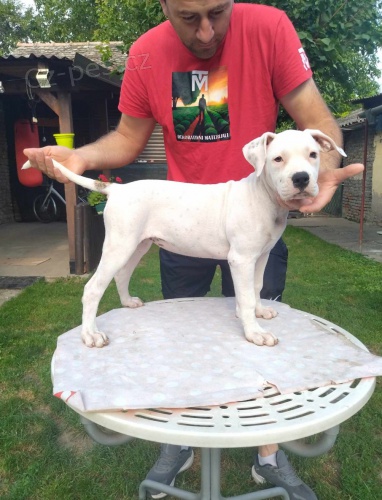 Americk� buldok �t��ata