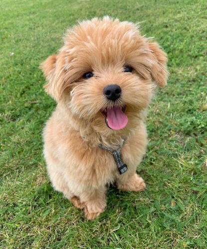 Prod�m �t��ata Maltipoo