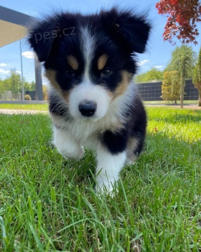 Prod�m roztomil� �t��ata australsk�ho ov��ka